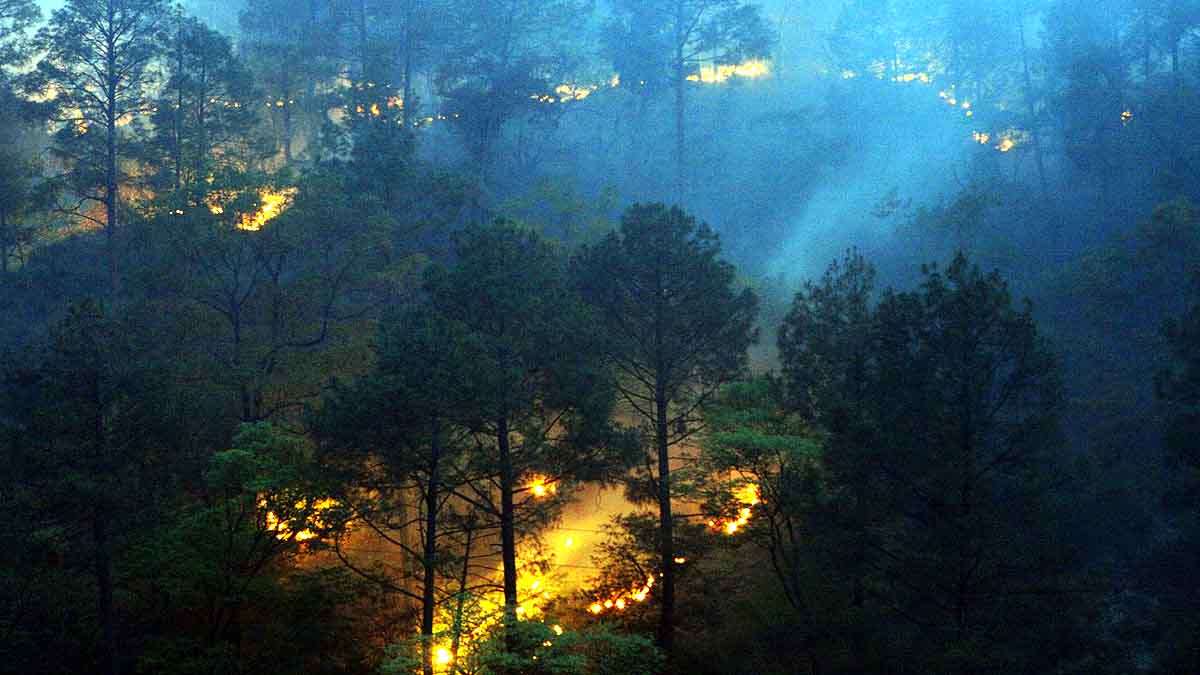 Forest Fire Uttarakhand Monsoon
