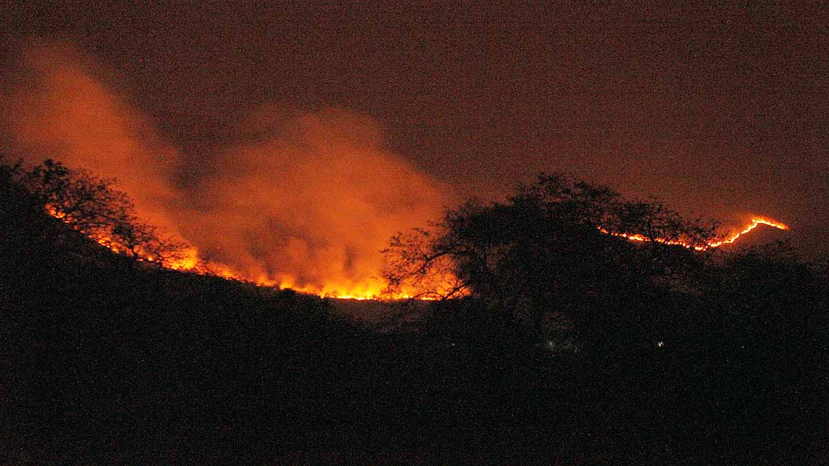 Forest Fire Uttarakhand Monsoon