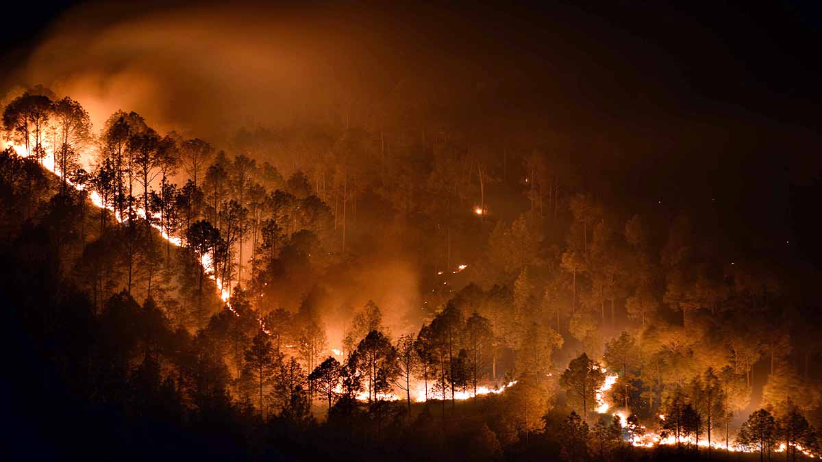 Forest Fire Uttarakhand Monsoon