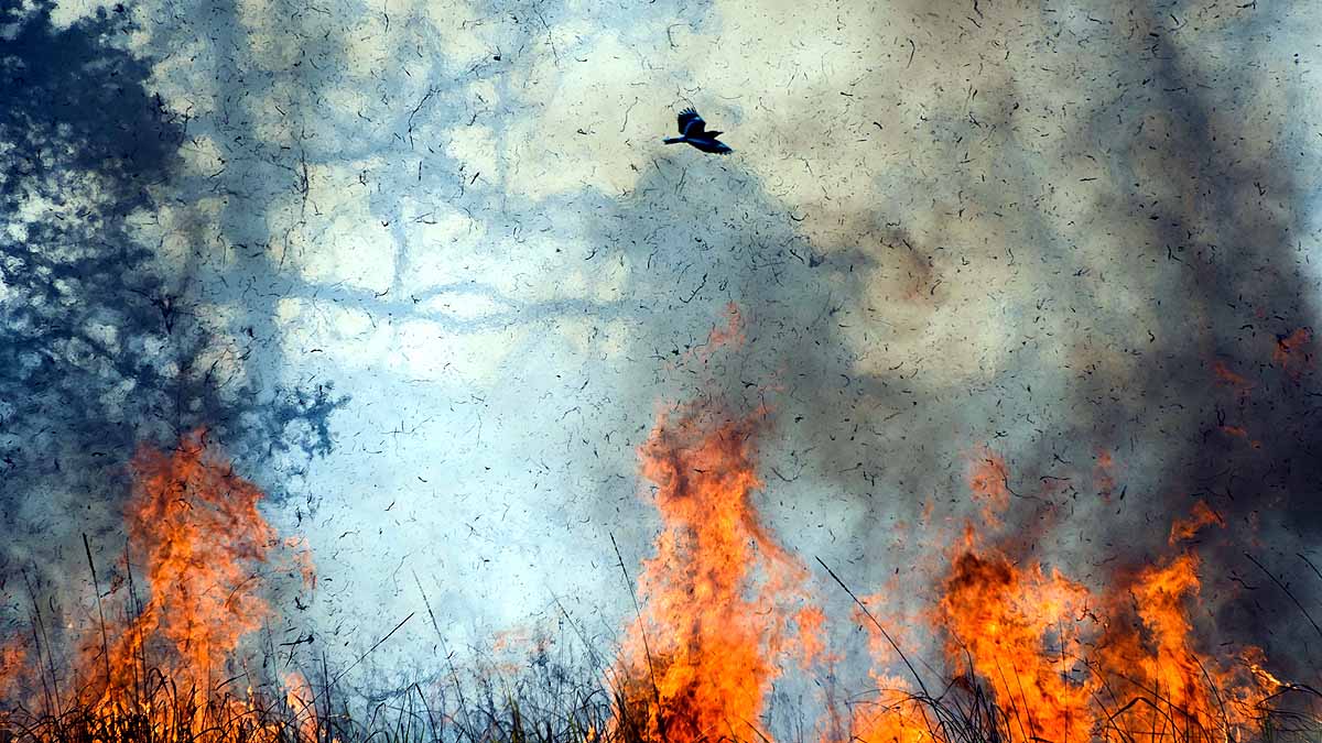 Forest Fire Uttarakhand Monsoon