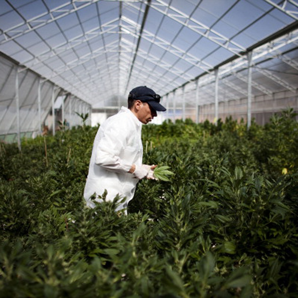 Man arrest in dubai for pot