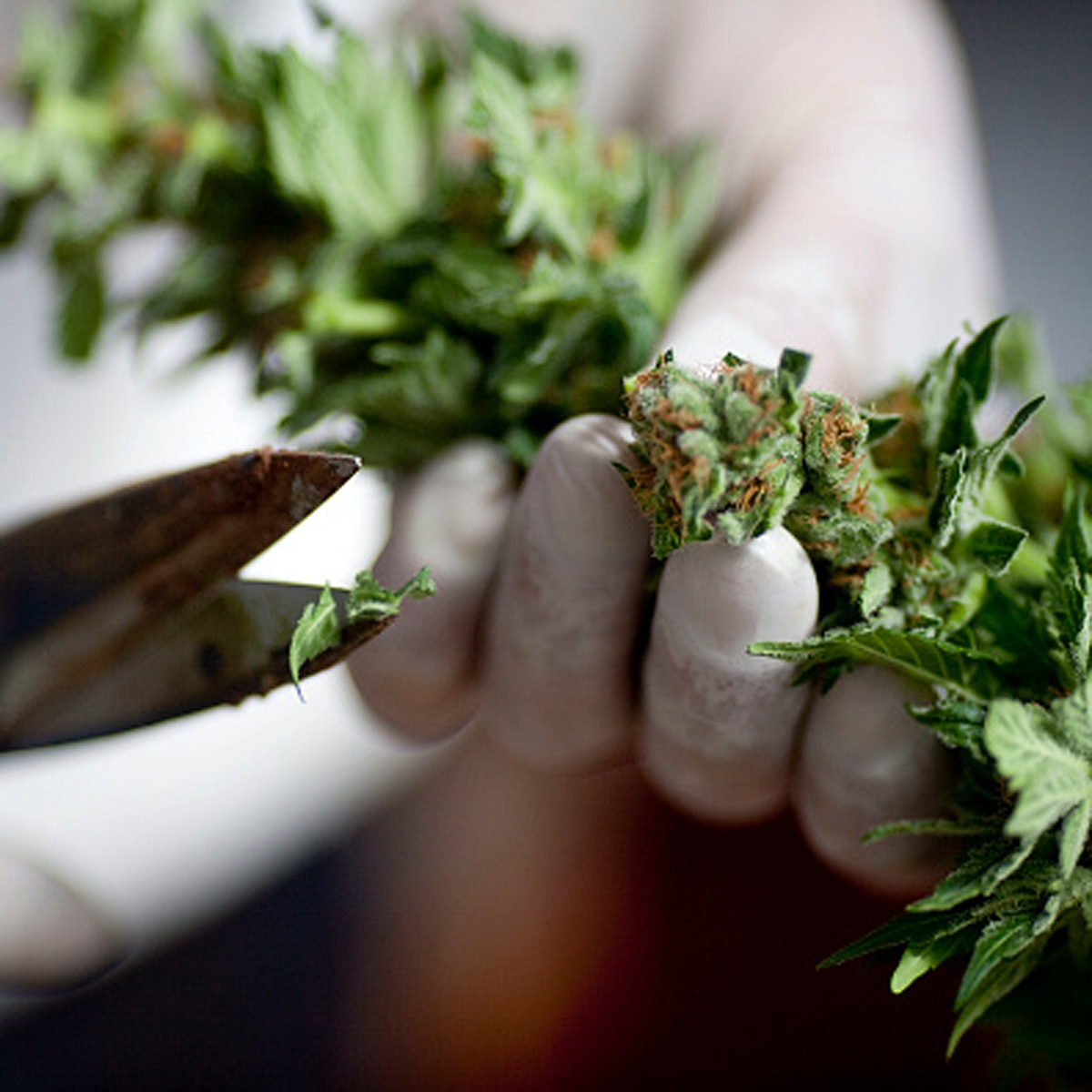 Man arrest in dubai for pot