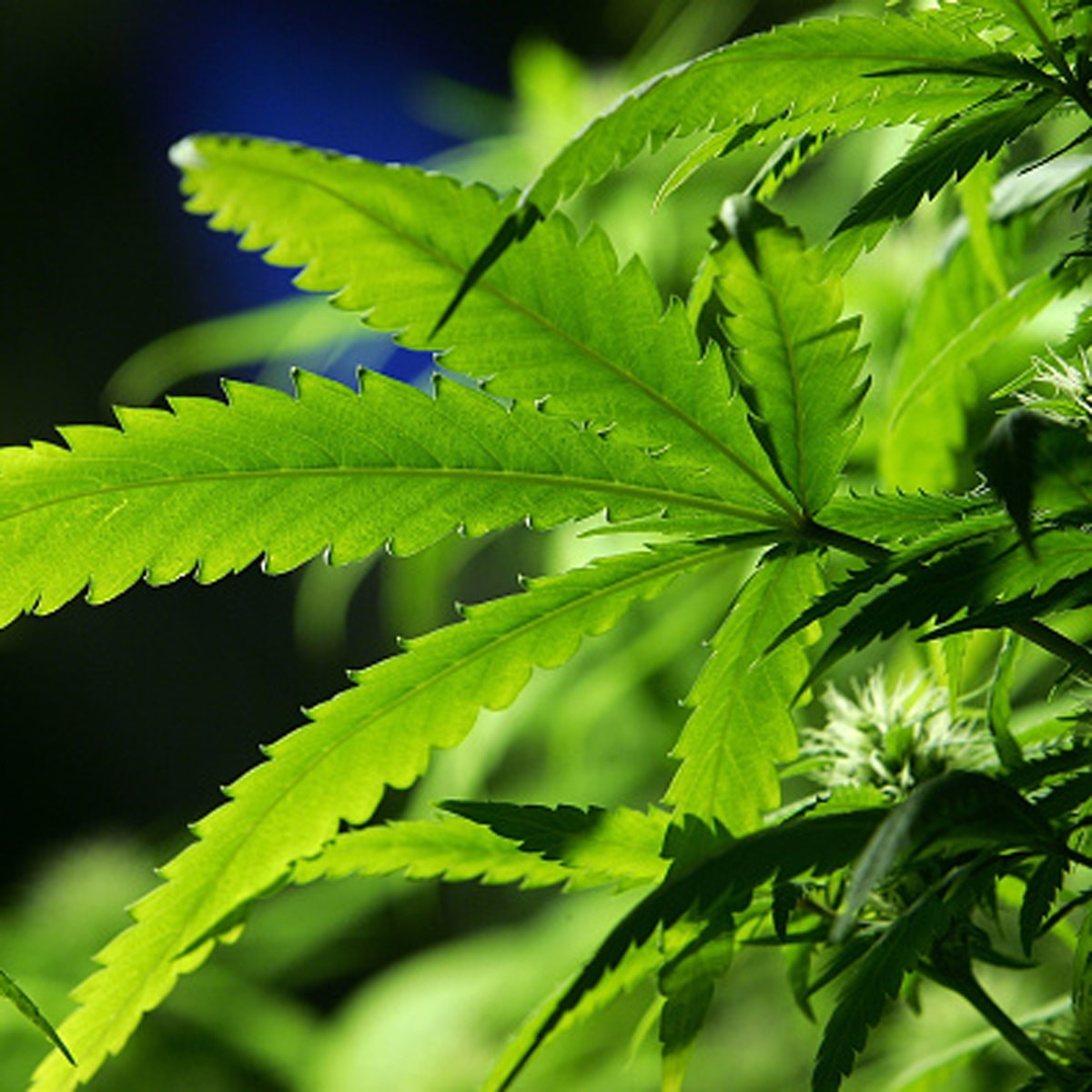 Man arrest in dubai for pot