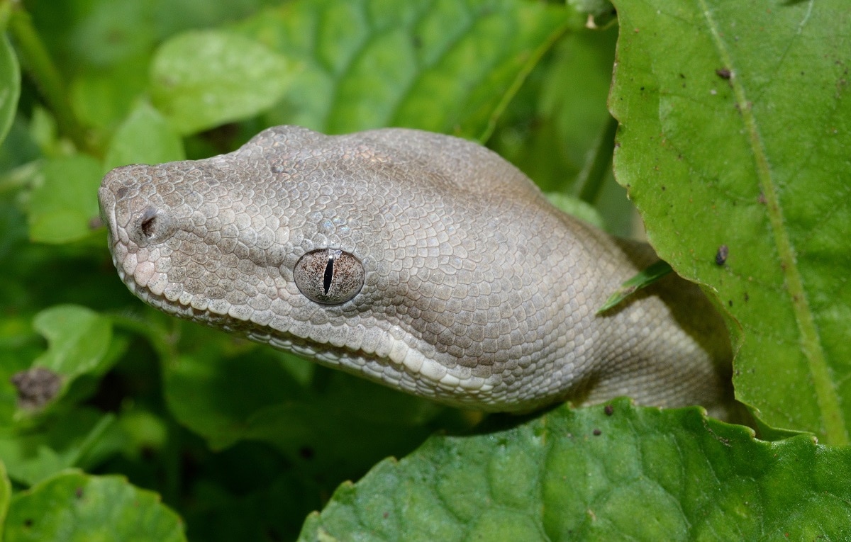 सलाद के पैकेट में सांप