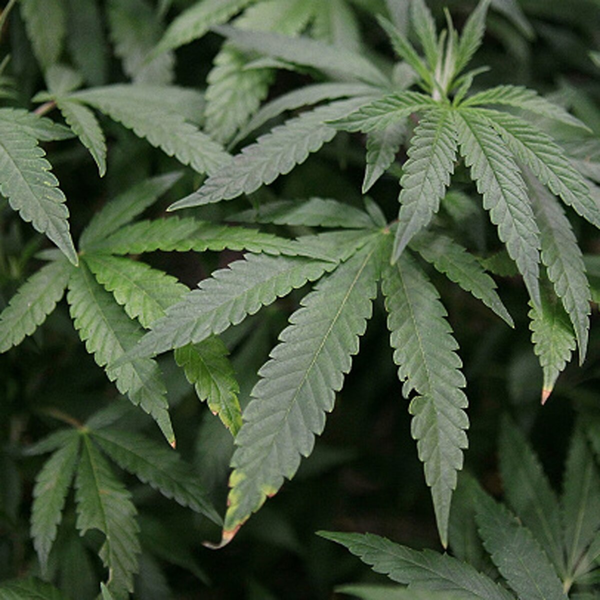 Man arrest in dubai for pot