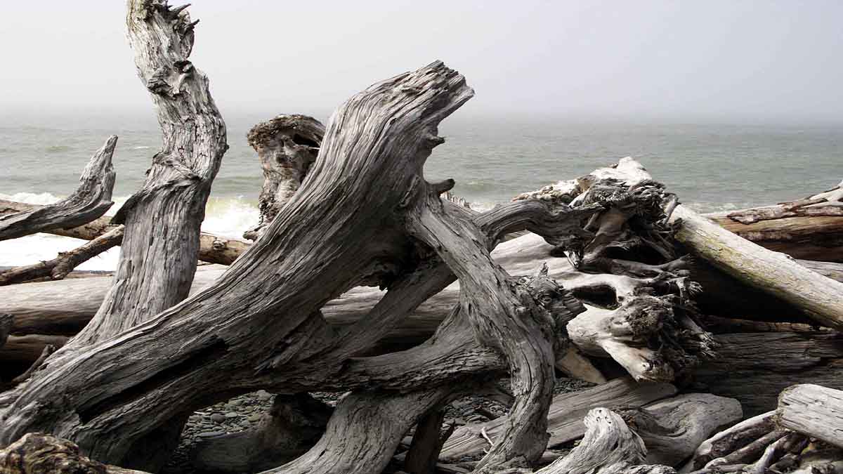 Ghost Forest in North Carolina