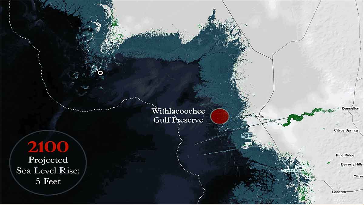 Ghost Forest in North Carolina