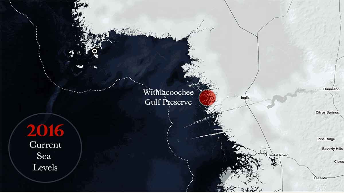 Ghost Forest in North Carolina