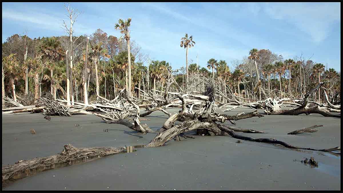 Ghost Forest in North Carolina