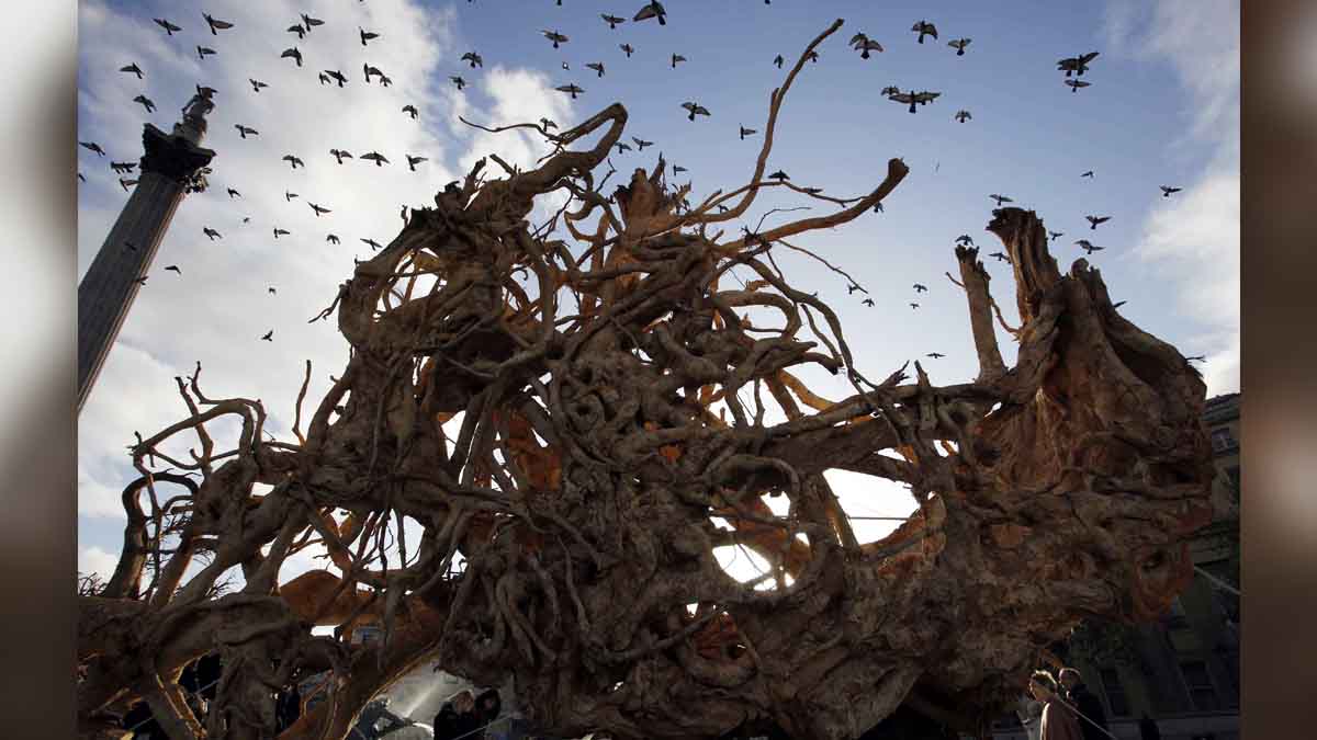 Ghost Forest in North Carolina