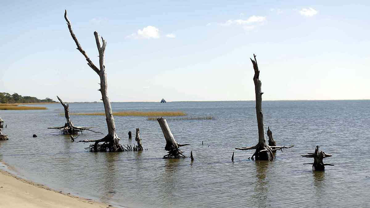 Ghost Forest in North Carolina