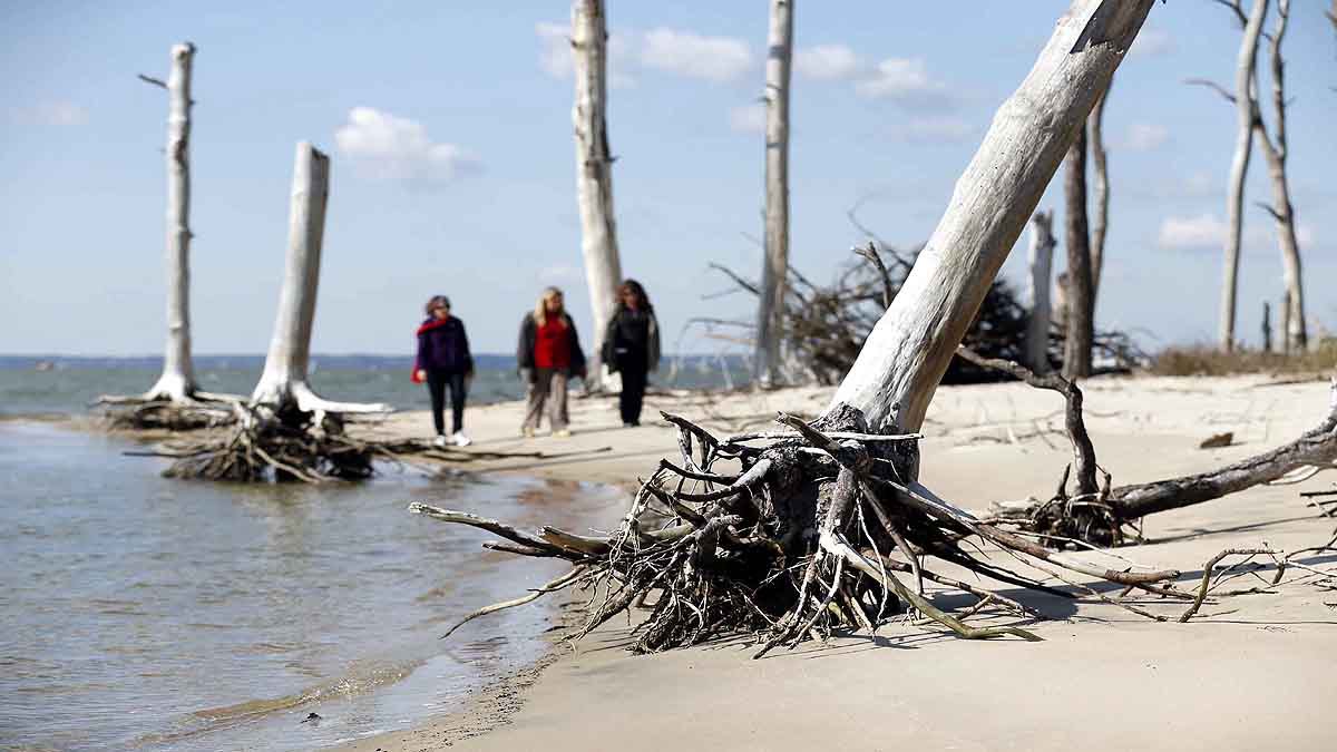 Ghost Forest in North Carolina