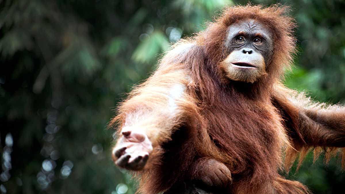 Rarest Great Ape may Extinct Soon