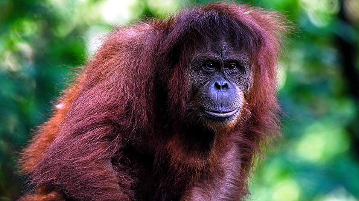 Rarest Great Ape may Extinct Soon