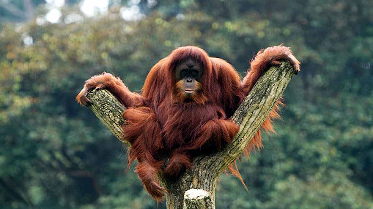 Rarest Great Ape may Extinct Soon