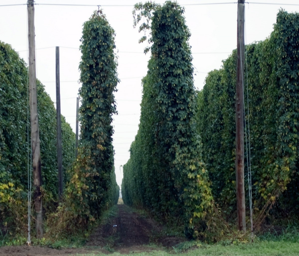 hop shoot crop