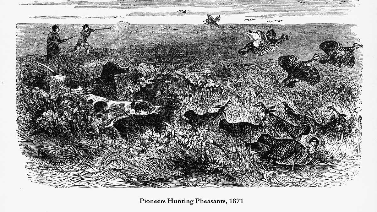 Human Ancestors Apex Predators Eat Meat