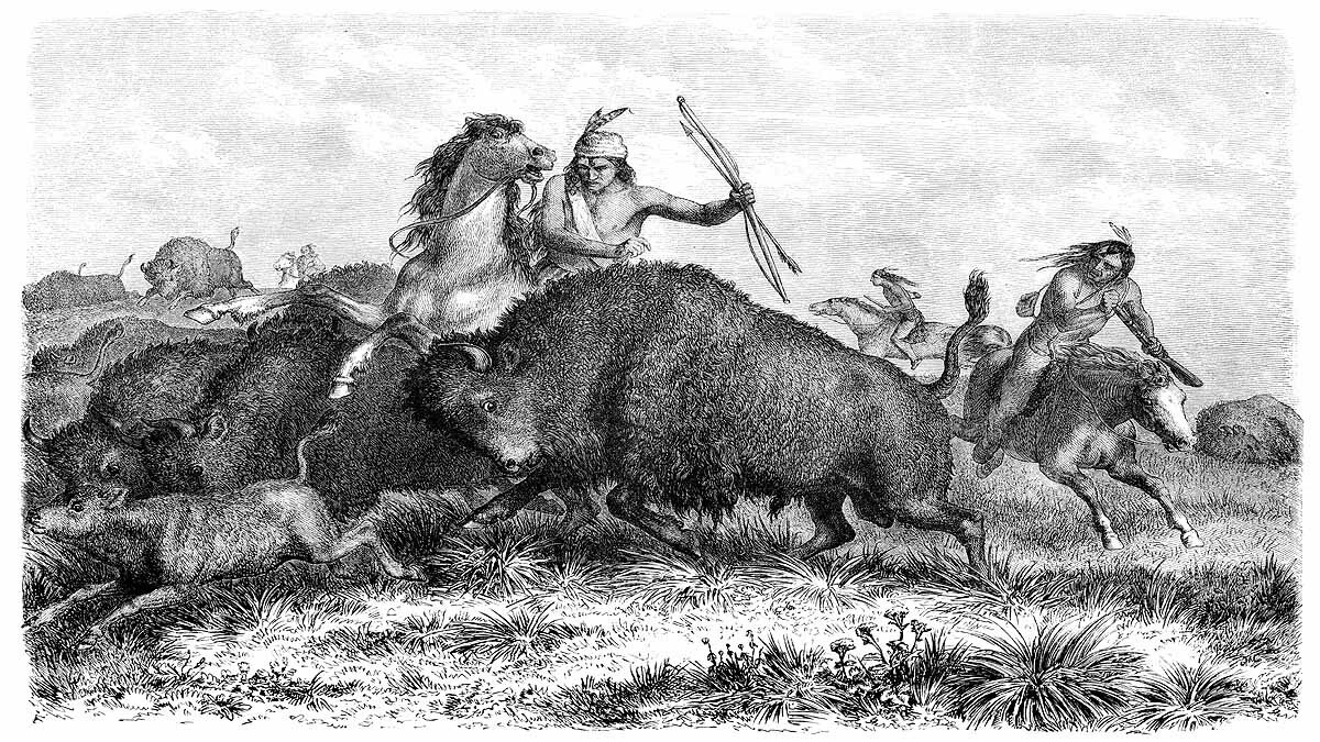 Human Ancestors Apex Predators Eat Meat