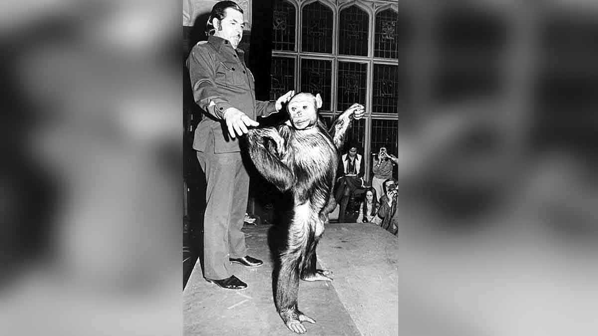 Human Monkey Mix Embryo 