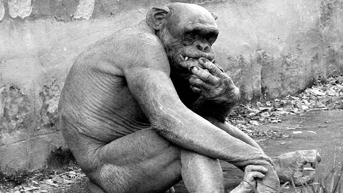 Human Monkey Mix Embryo 