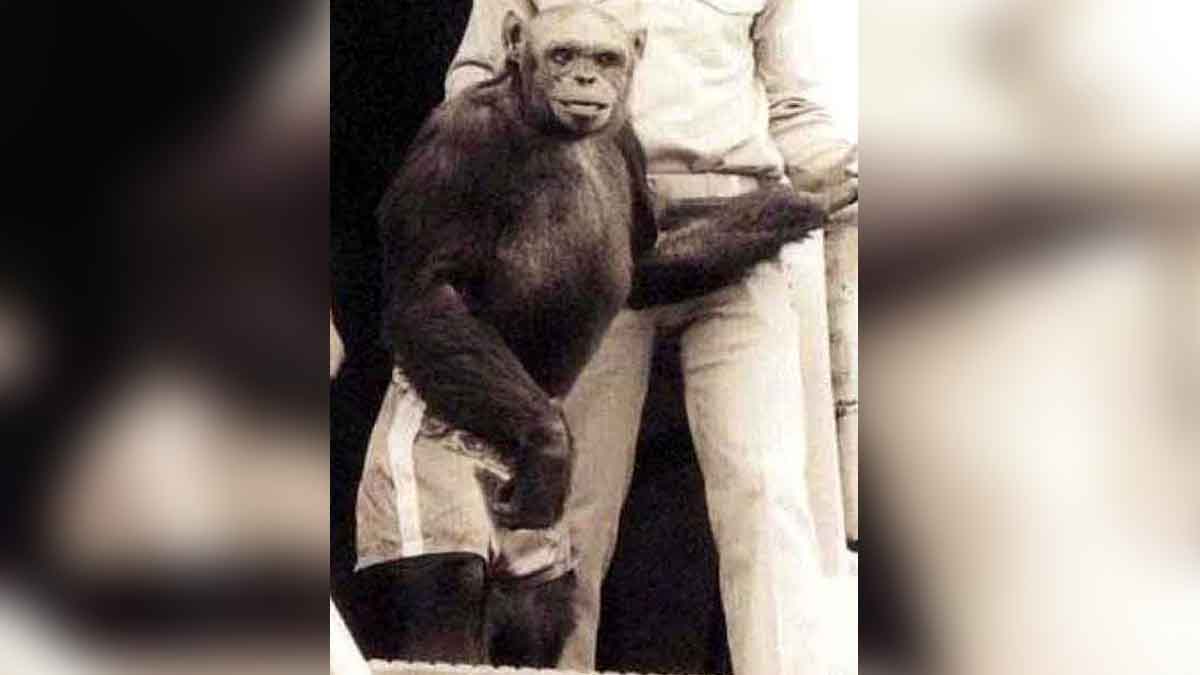 Human Monkey Mix Embryo 