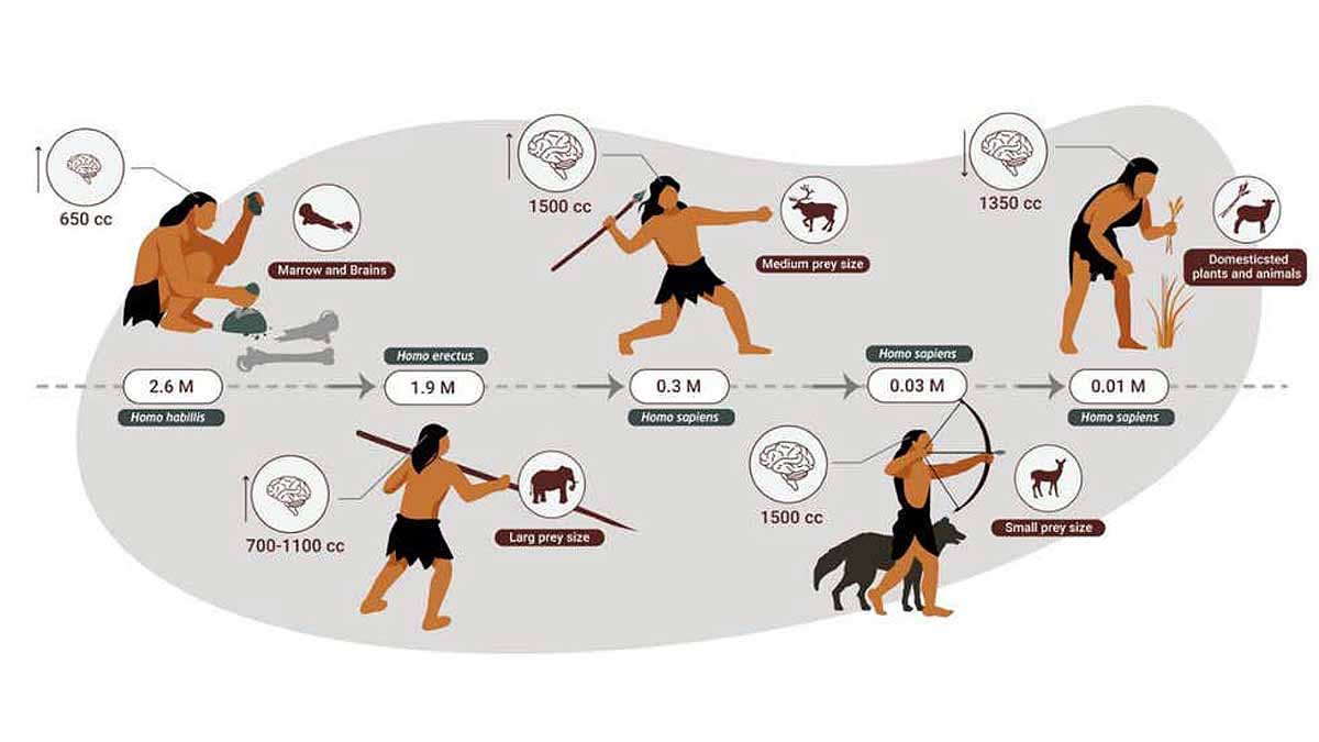 Human Ancestors Apex Predators Eat Meat