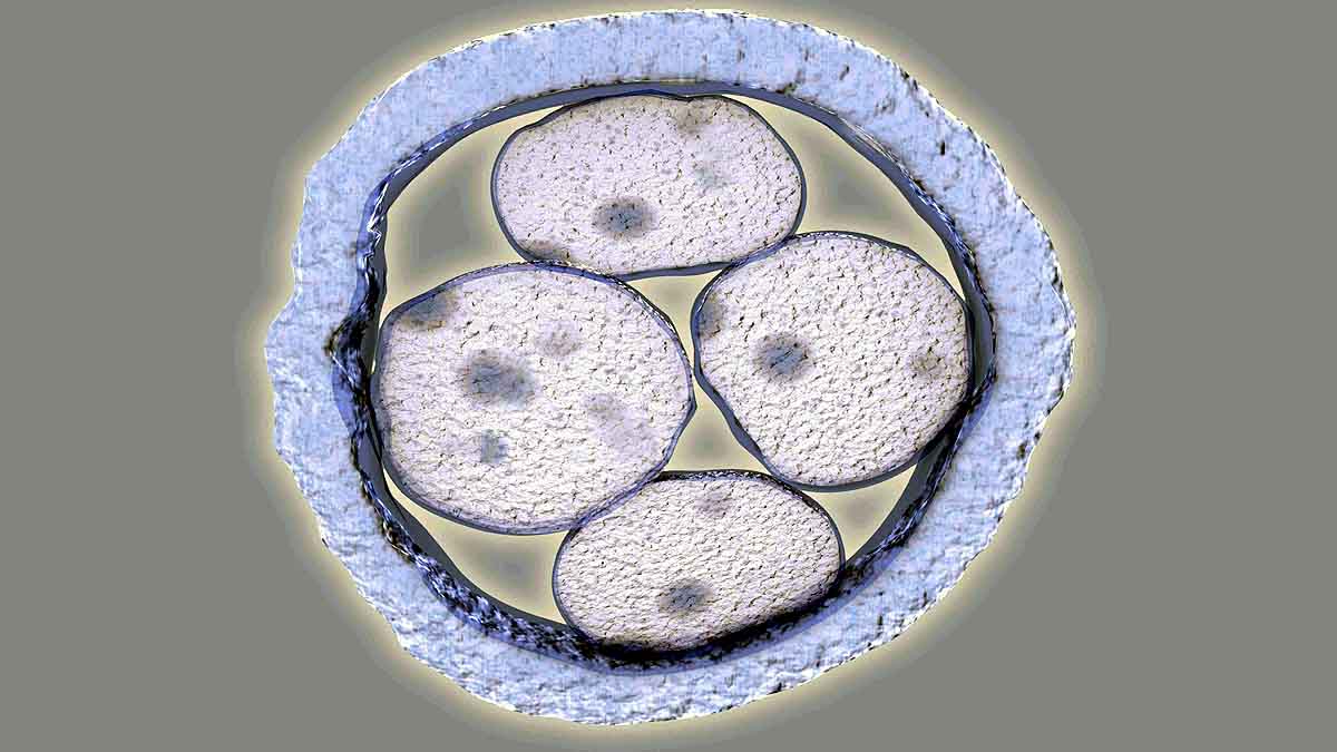 Human Monkey Mix Embryo 