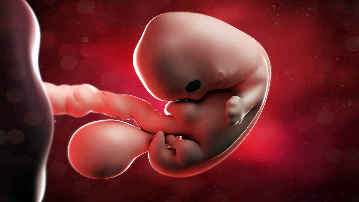 Human Monkey Mix Embryo 