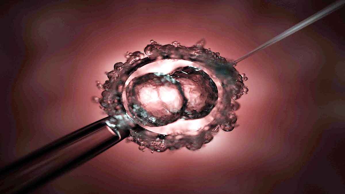 Human Monkey Mix Embryo 