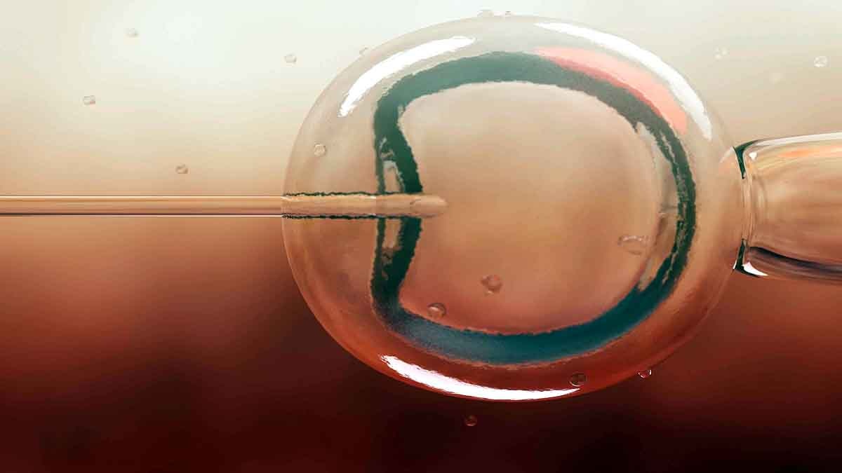 Human Monkey Mix Embryo 