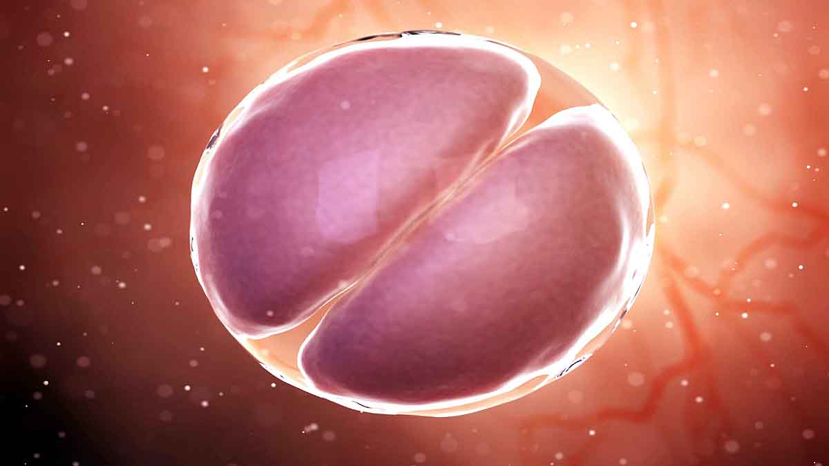 Human Monkey Mix Embryo 