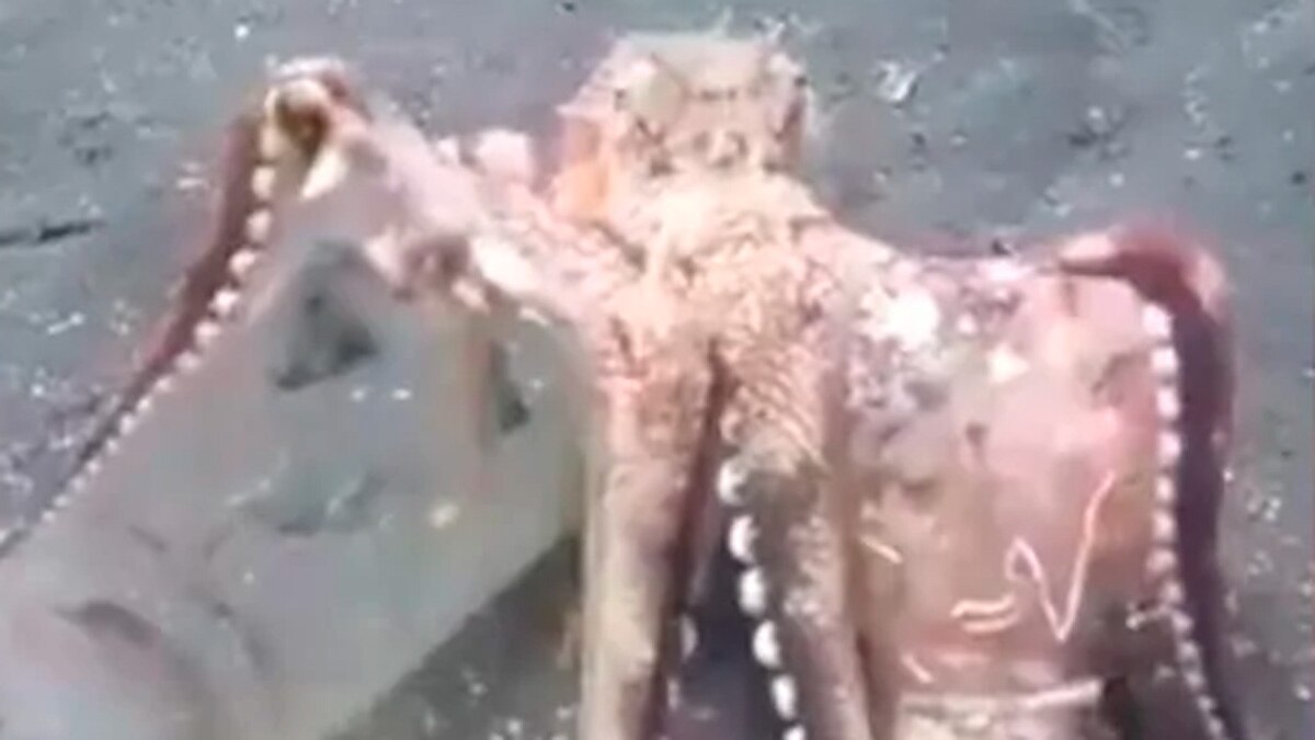 angry octopus attack