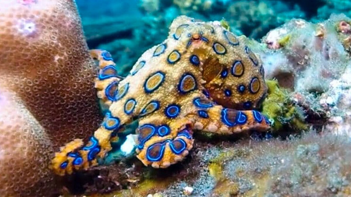 angry octopus attack