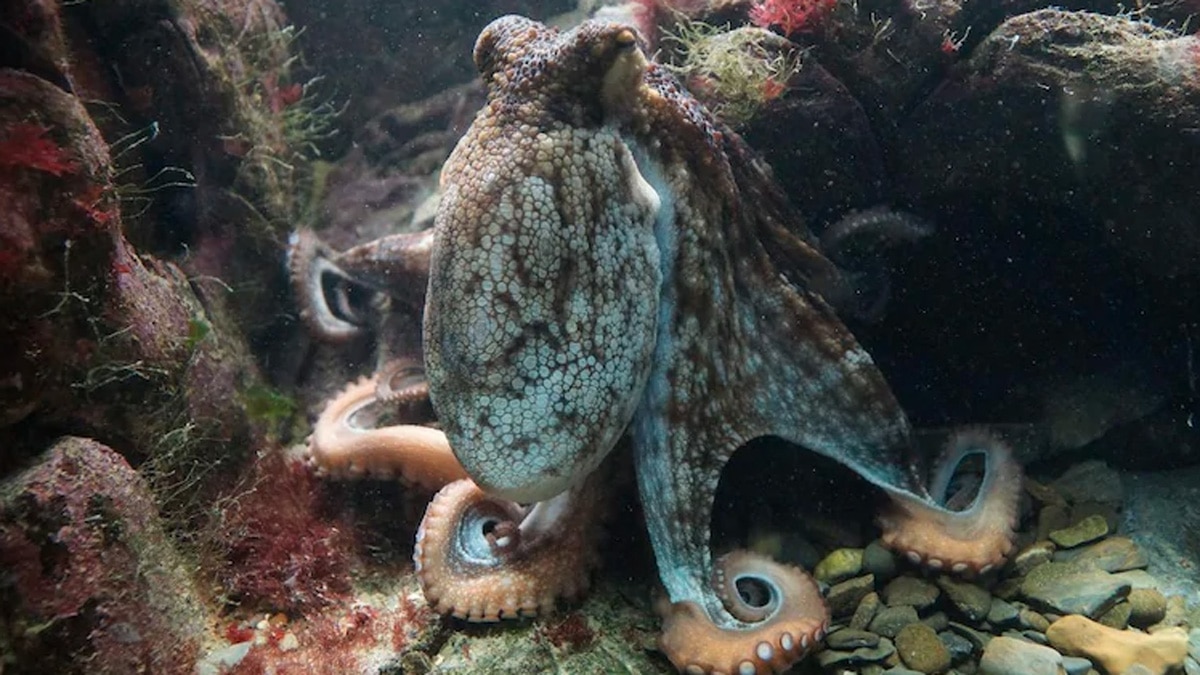 angry octopus attack