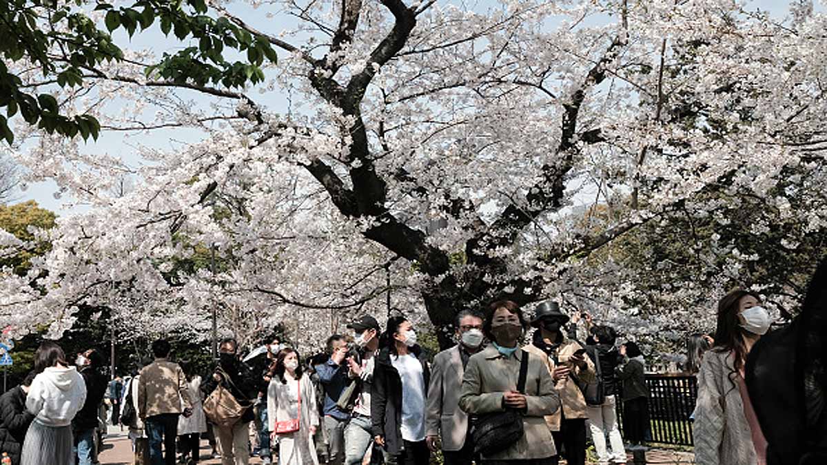 Japan Cherry Blossom Early Blooming