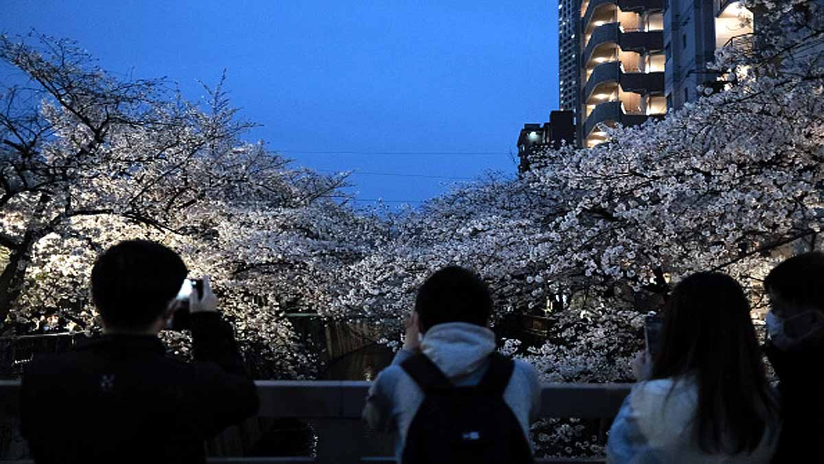 Japan Cherry Blossom Early Blooming