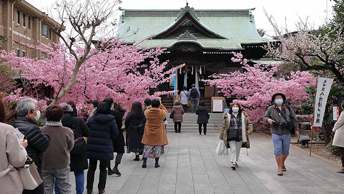 Japan Cherry Blossom Early Blooming