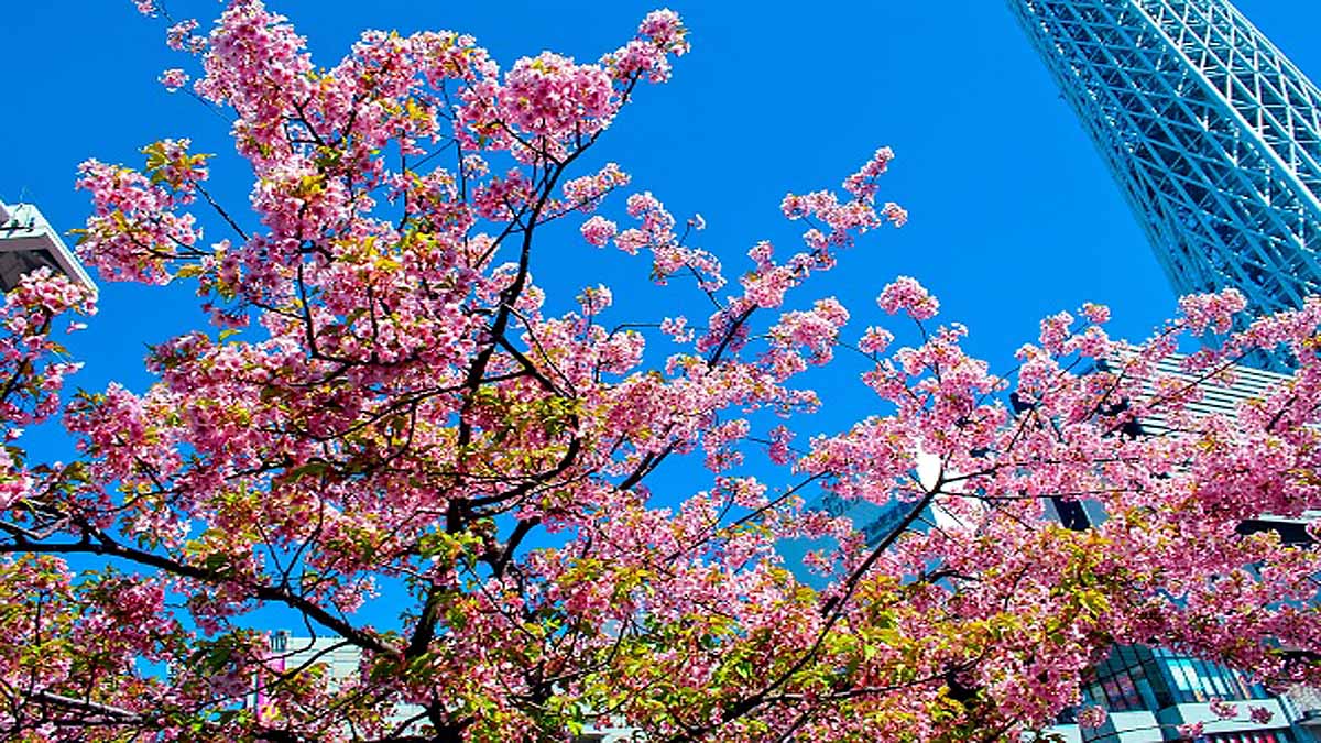 Japan Cherry Blossom Early Blooming