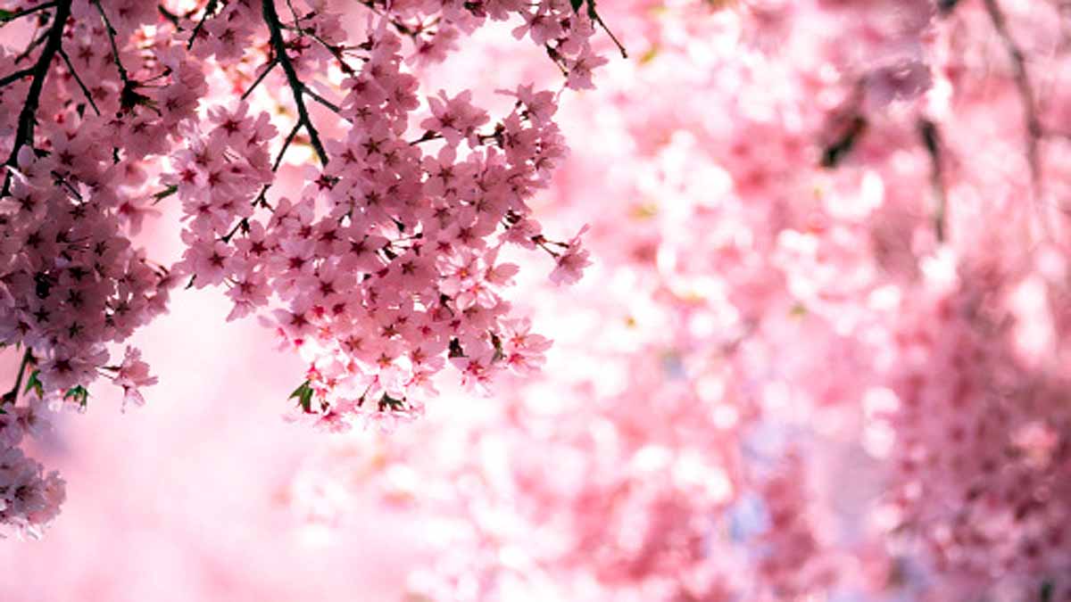 Japan Cherry Blossom Early Blooming