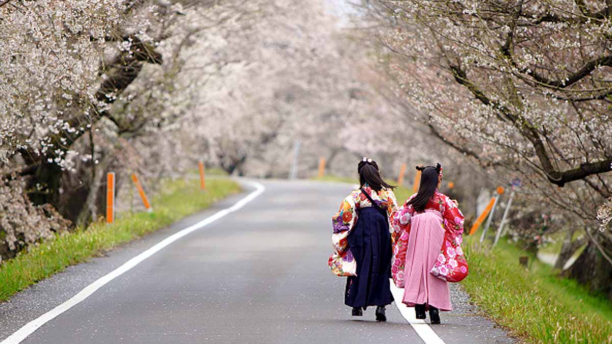 Japan Cherry Blossom Early Blooming
