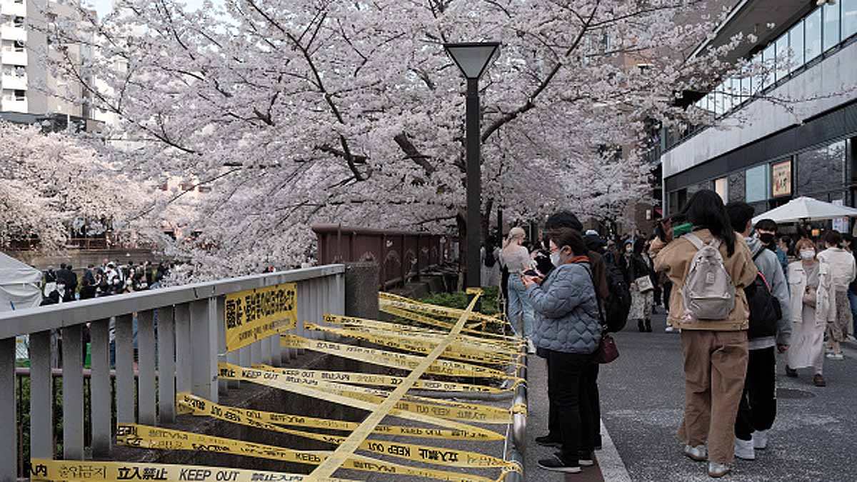 Japan Cherry Blossom Early Blooming