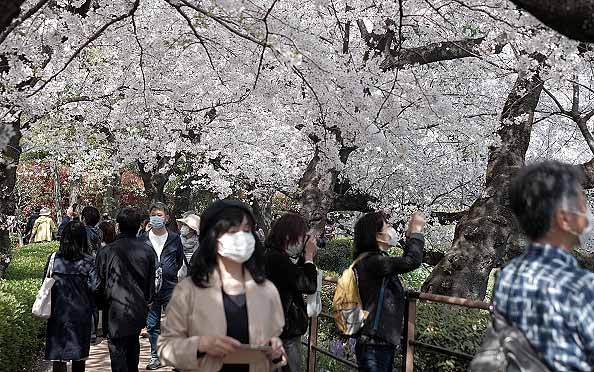 Japan Cherry Blossom Early Blooming