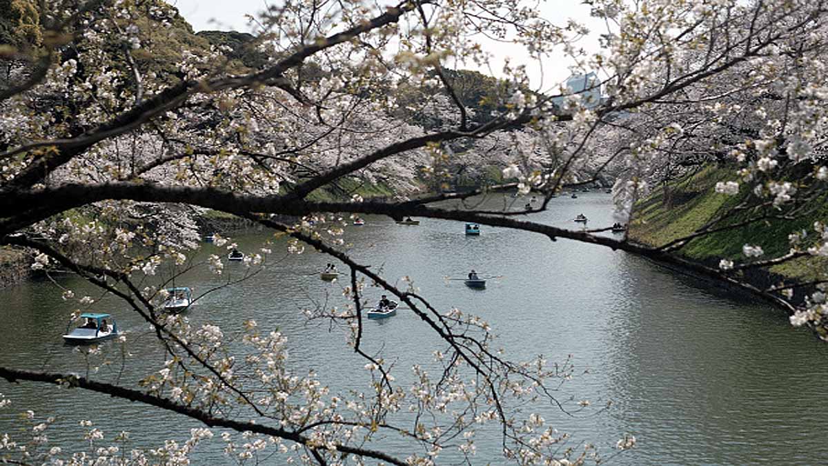 Japan Cherry Blossom Early Blooming