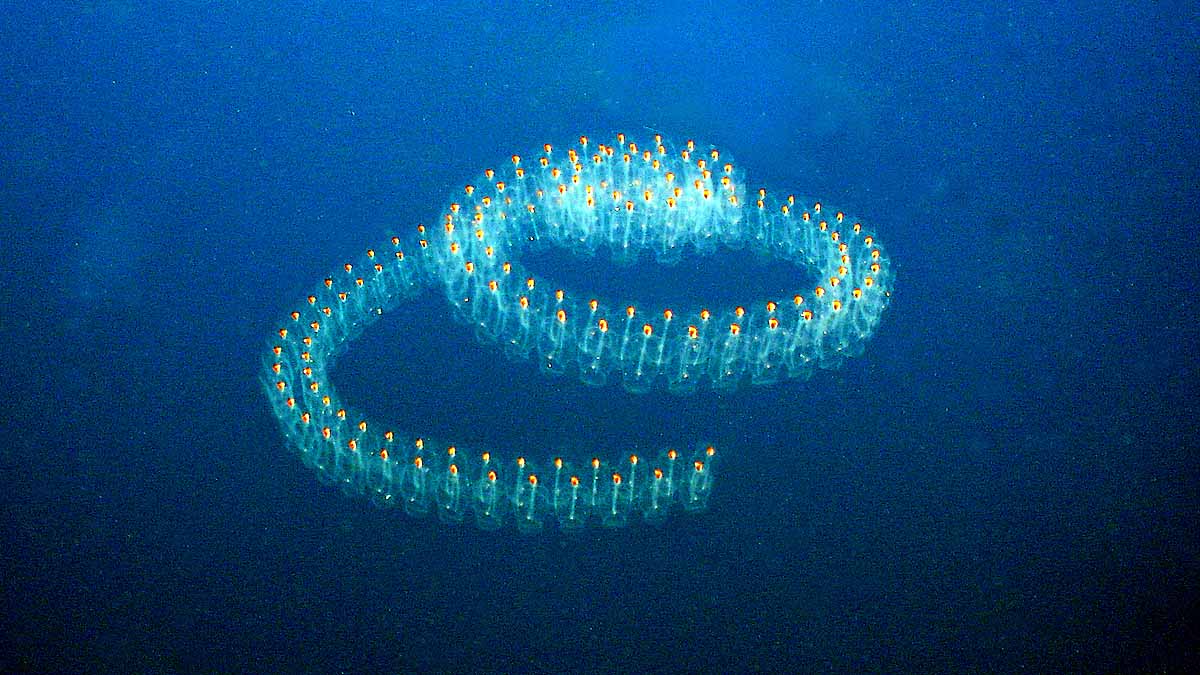 Marine Organisms Shut down Nuclear Reactors