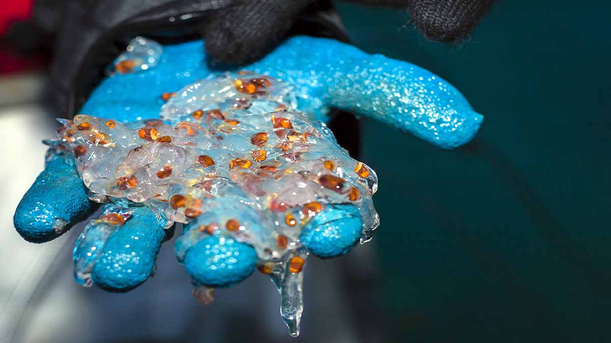 Marine Organisms Shut down Nuclear Reactors