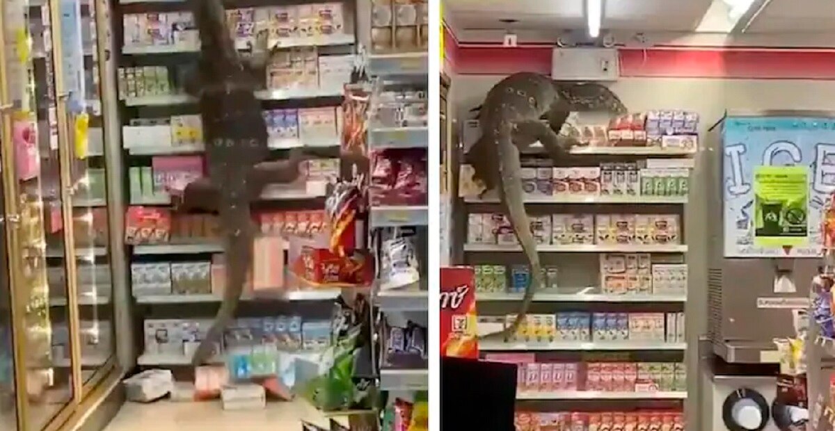 विशालकाय छिपकली ने मचाया कोहराम