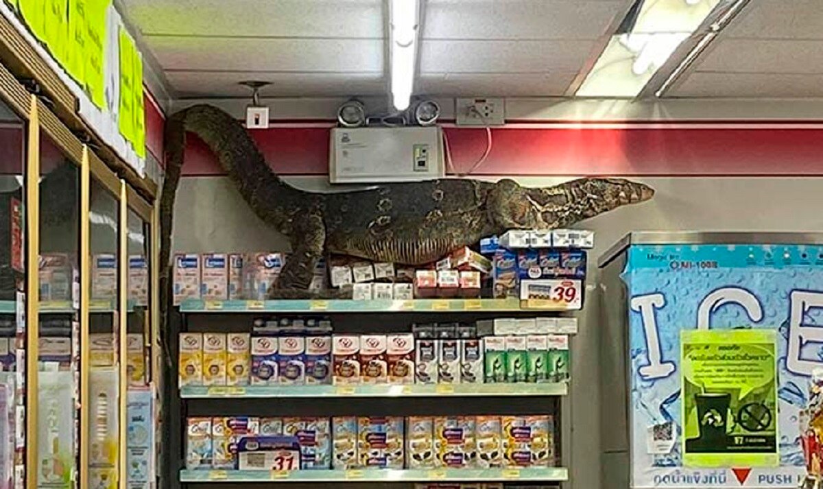 विशालकाय छिपकली ने मचाया कोहराम