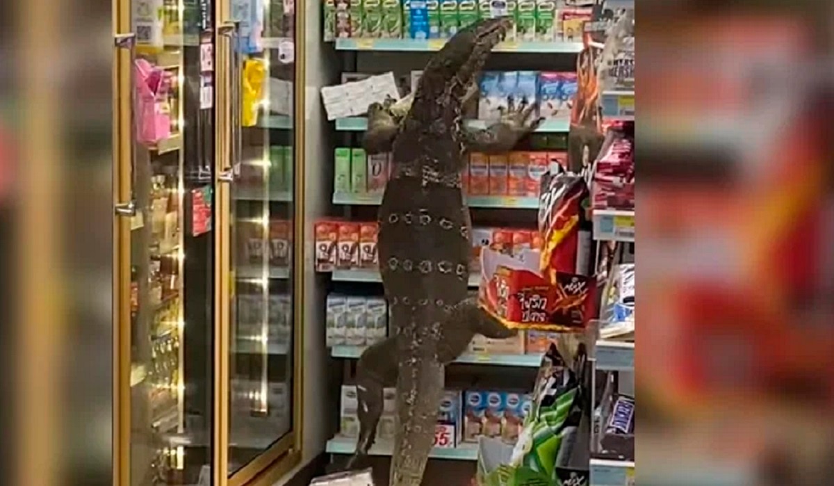 विशालकाय छिपकली ने मचाया कोहराम