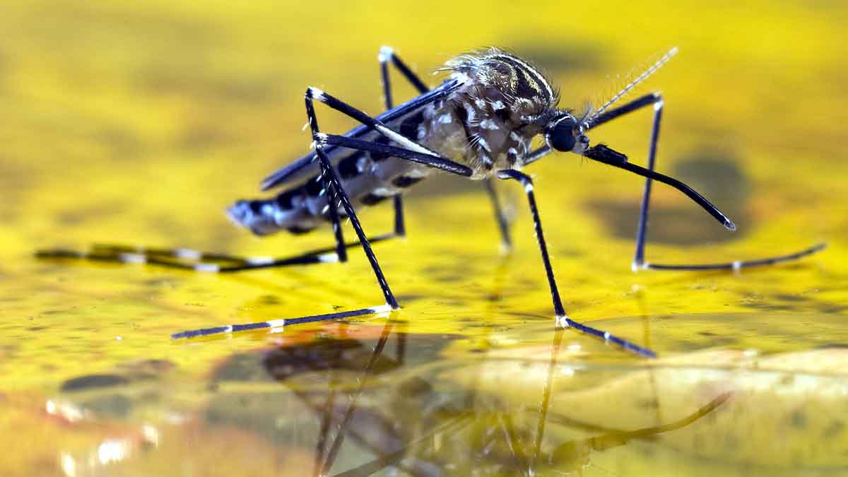 Malaria Covid-19 Vaccine