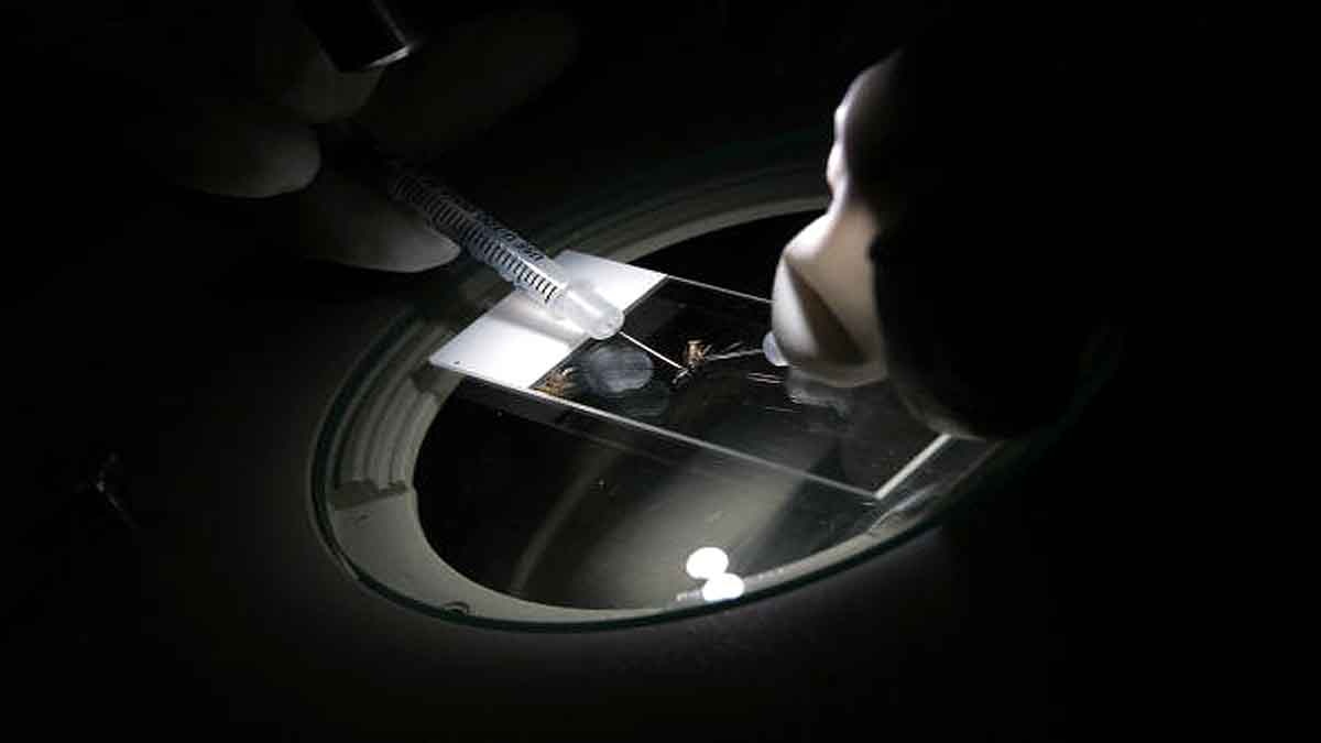 Malaria Covid-19 Vaccine